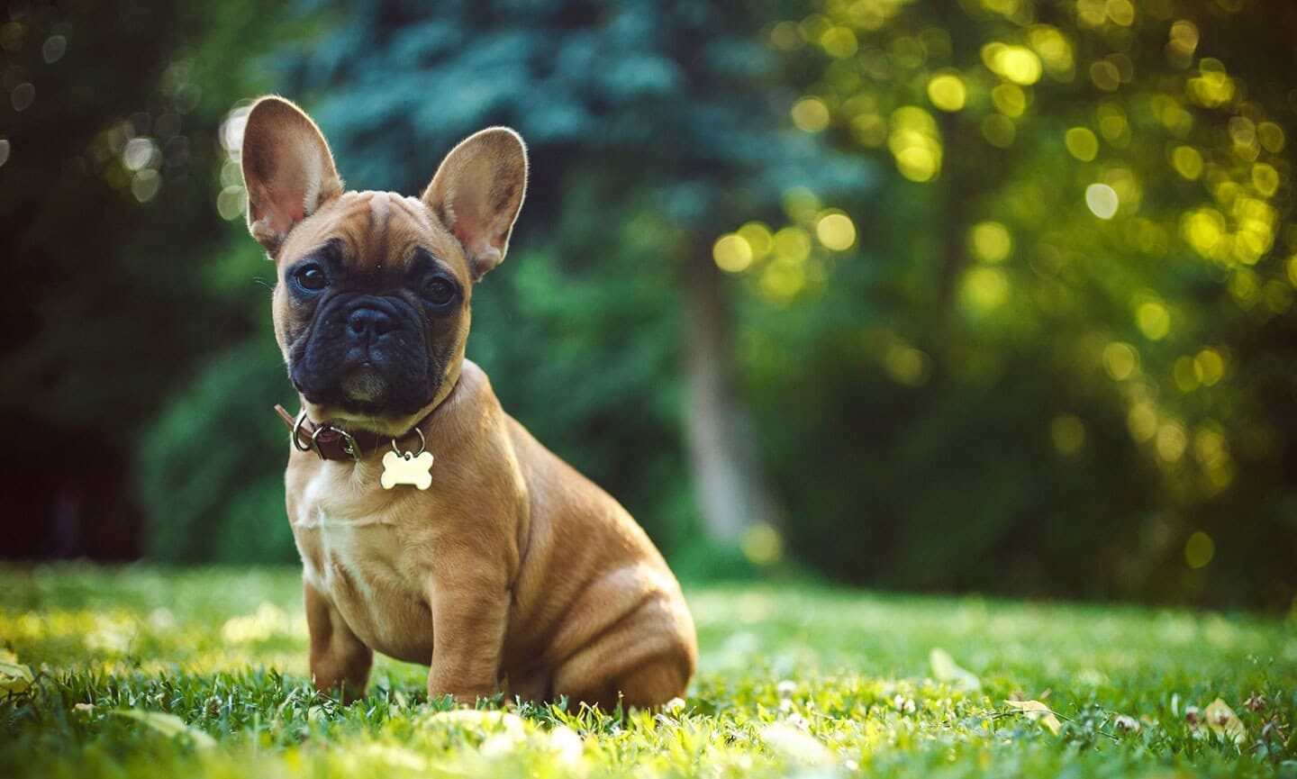 dog